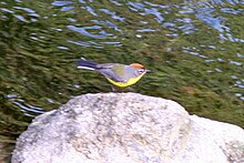 Brown-capped Whitestart.jpg