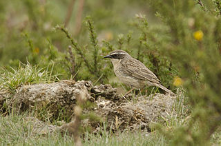 <span class="mw-page-title-main">Brown accentor</span> Species of bird