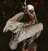 A brown pelican drying his wings