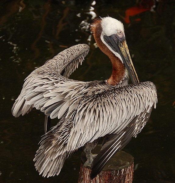 File:Brown Pelican Pelecanus occidentalis Wings 1918px.JPG