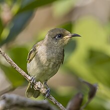 Brown honeyeater (Lichmera indistincta indistincta) Darwin 2.jpg