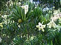 Miniatura para Brunfelsia densifolia