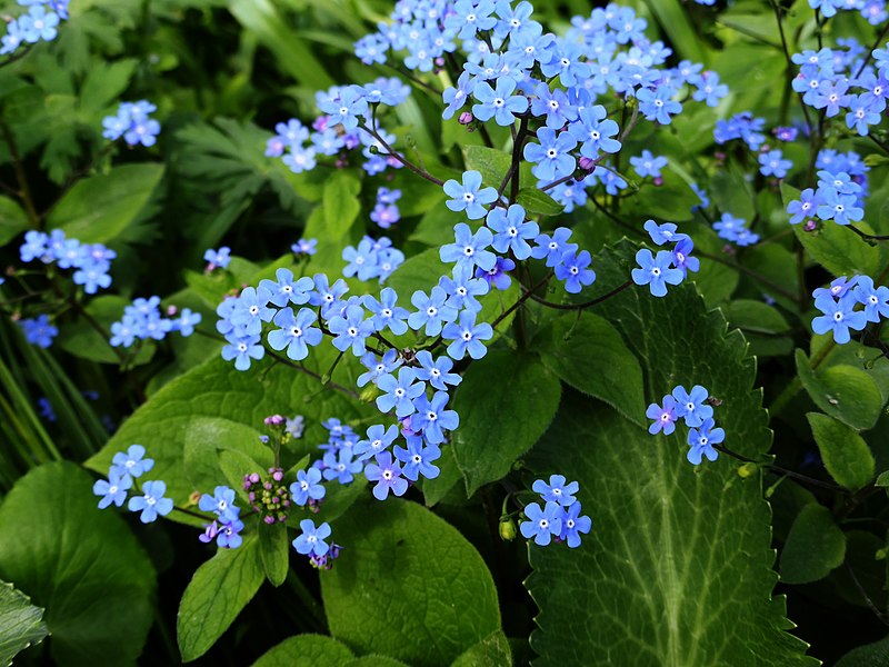 Picture of brunnera flowers, small blue flowers