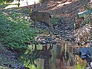 Permanente Creek river in the United States of America