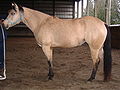 2. Deze merrie is een buckskin.