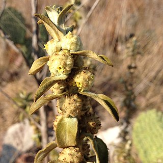 <i>Buddleja perfoliata</i> Species of flowering plant