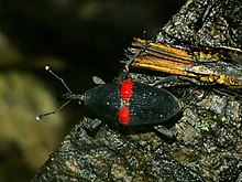 Cactophagus sanguinolentus 2.jpg