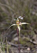 Caladenia echidnachila