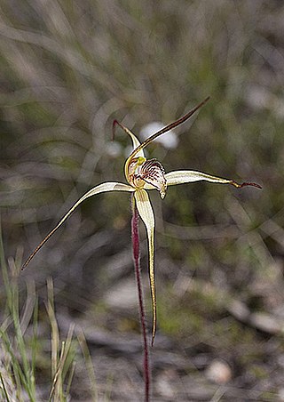 <i>Caladenia echidnachila</i> Species of orchid