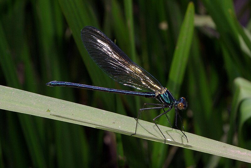 File:Calopteryx xanthostoma 01 by-dpc.jpg