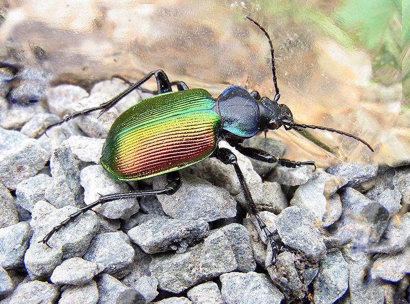 File:Calosoma sycophanta b2.jpg