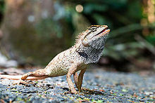 Calotes-emma-alticristatus-emma-grau-wald-eidechse-khao-yai-nationalpark.jpg