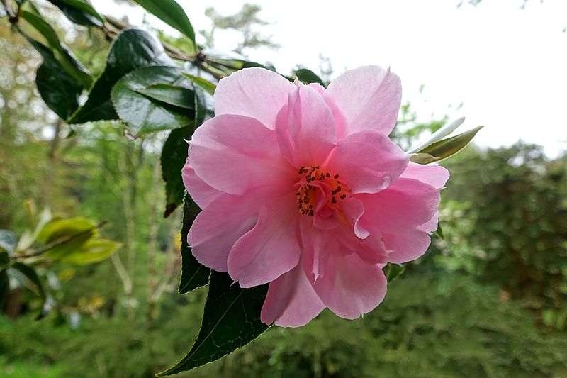 File:Camellia × williamsii 'Jenefer Carlyon' - Trebah Garden - Cornwall, England - DSC01247.jpg