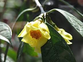 Описание изображения Camellia chrysantha.jpg.