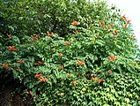 Campsis radicans, or trumpet creeper