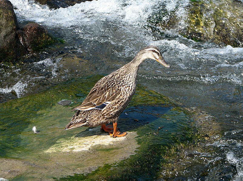 File:Canard colvert femelle 01.jpg