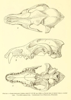 Skull & Bones - Wikipedia, la enciclopedia libre