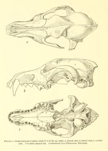 Canis armbrusteri