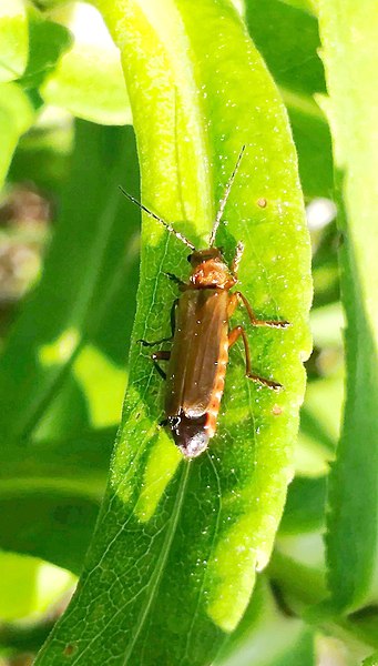 File:Cantharis rufa 112545896.jpg