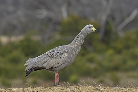 Cape Barren goose (Cereopsis novaehollandiae) Kangaroo Island, South Australia