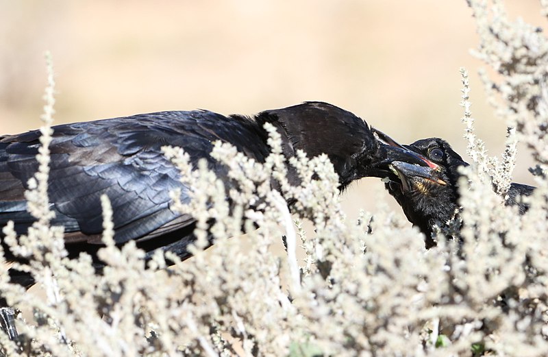 File:Cape crow, Corvus capensis, at Kgalagadi Transfrontier Park, Northern Cape, South Africa (35947035721).jpg