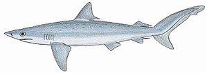 Atlantic night shark (Carcharhinus signatus)