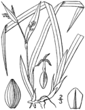 Carex abscondita BB-1913.png