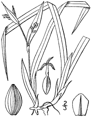 <i>Carex abscondita</i> Species of grass-like plant