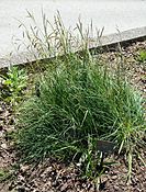 Carex flacca - UBC Botanical Garden - Vancouver, Canada - DSC08411.jpg