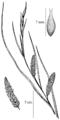 Carex hyalinolepis drawing 2.png