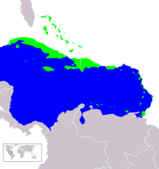 Karajibske Morze