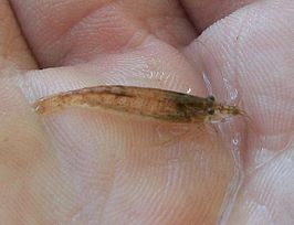 Caridina nilotica