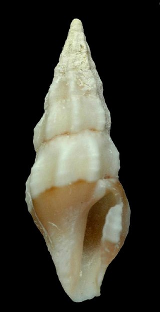 <i>Carinodrillia quadrilirata</i> Species of gastropod