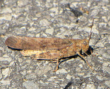 Carolina Grasshopper.jpg
