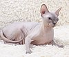 Cat - Sphynx. img 046.jpg