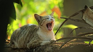 Cat yawning in park.jpg