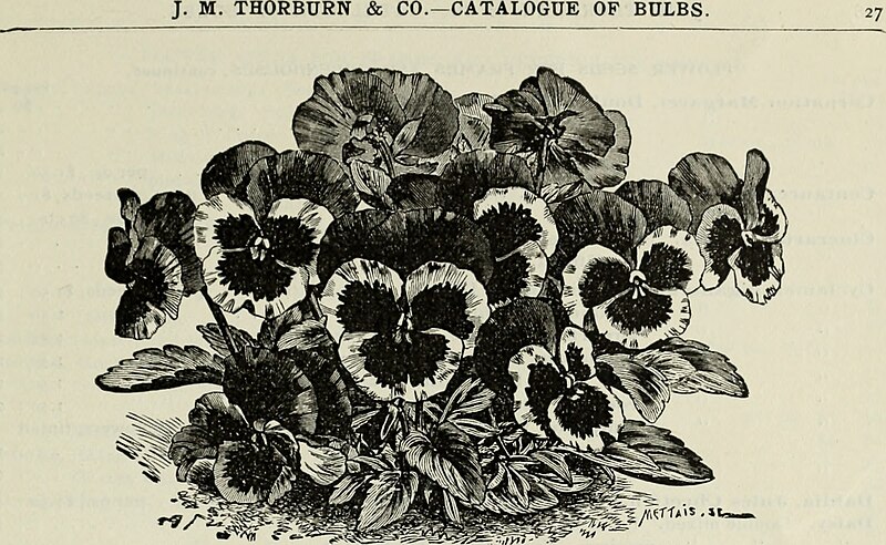 File:Catalogue of bulbs and flowering roots for fall planting - August 1896 (1896) (20571451165).jpg