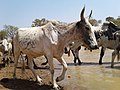 Cattle_rushing_to_drink_water_from_a_dam