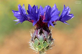 <i>Centaurea depressa</i> Species of flowering plant