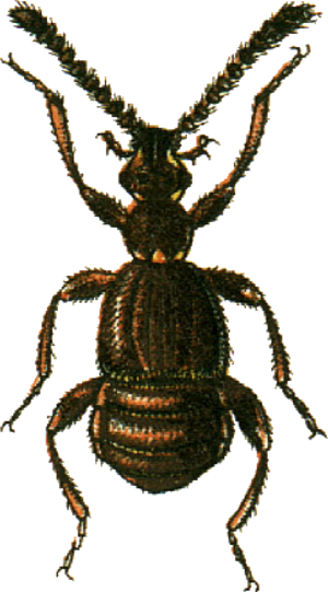 Centrotoma