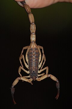 Description de l'image Centruroides limbatus, Costa Rica.JPG.