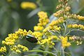 * Nomination Cetonia aurata on a flower --Astyan42 10:54, 24 October 2016 (UTC) * Decline Insufficient quality. The subject is small and unsharp, most of the beetle is in shadow resulting in loss of detail. Sorry. --W.carter 08:17, 26 October 2016 (UTC)