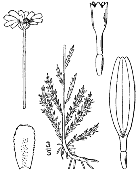 File:Chamaemelum nobile-linedrawing.png