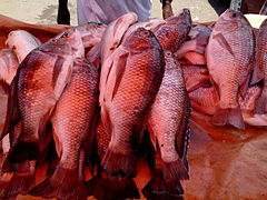 Chambo (tilapia)