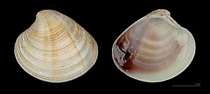 Common clam (Chamelea gallina)