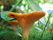 Chanterelle.jpg