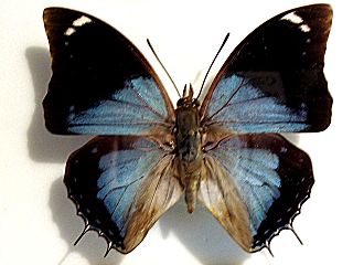 <i>Charaxes bohemani</i> Species of butterfly