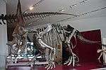 Chasmosaurus belli ROM.jpg