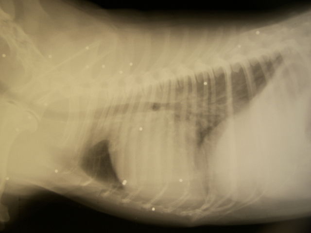 Radiografia del torace di un gatto che è stato colpito; le macchie bianche sono pallini di fucile da caccia.