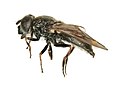 Thumbnail for Cheilosia cynocephala